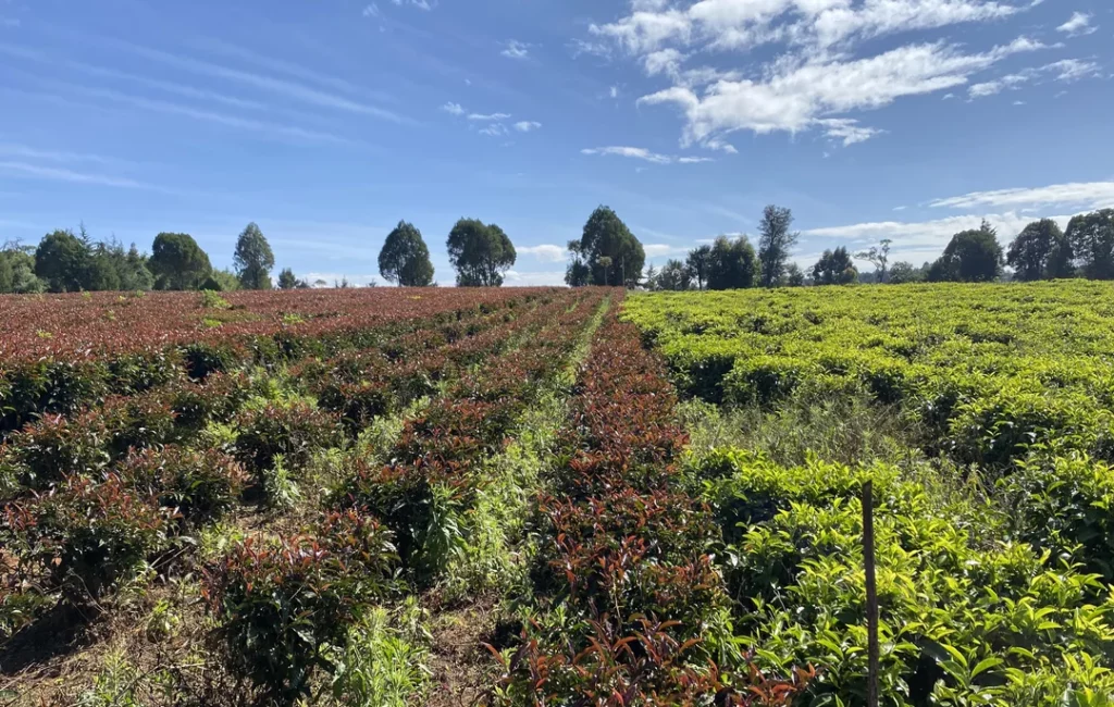 purple tea plantation
