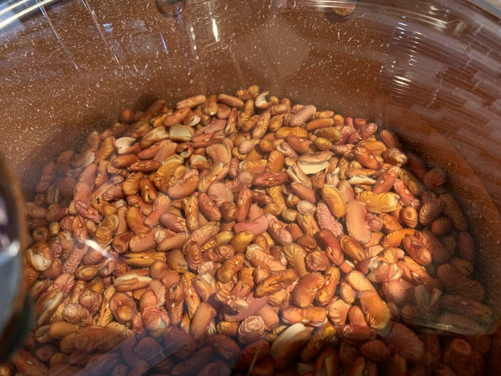 Red Kidney Beans Splitting Upon Soaking