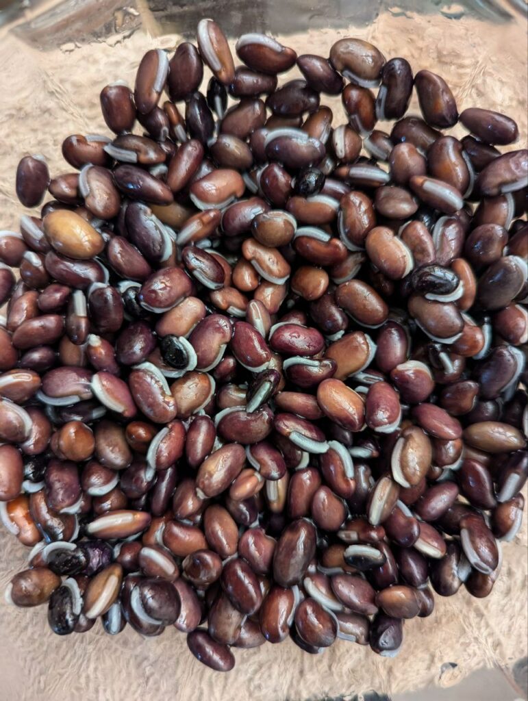 black beans bleaching after soaking